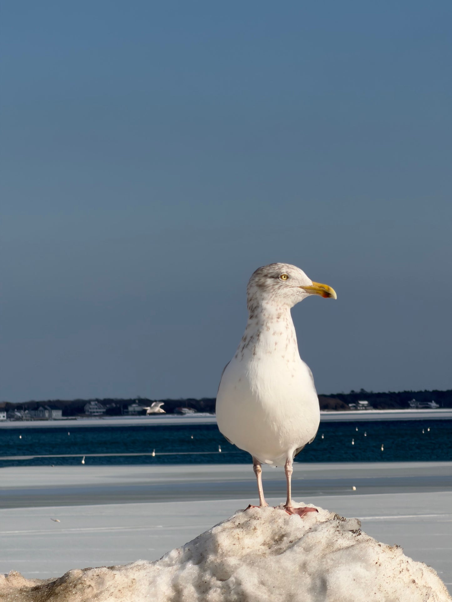 Cape Cod Seagull Print