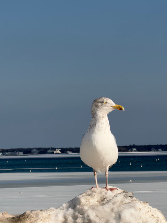 Cape Cod Seagull Print