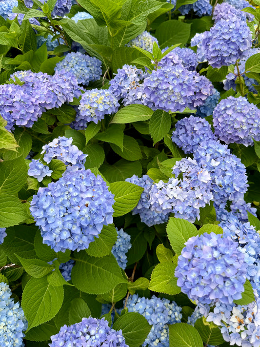 Blue Hydrangeas in South Yarmouth, Cape Cod Massachusetts Print