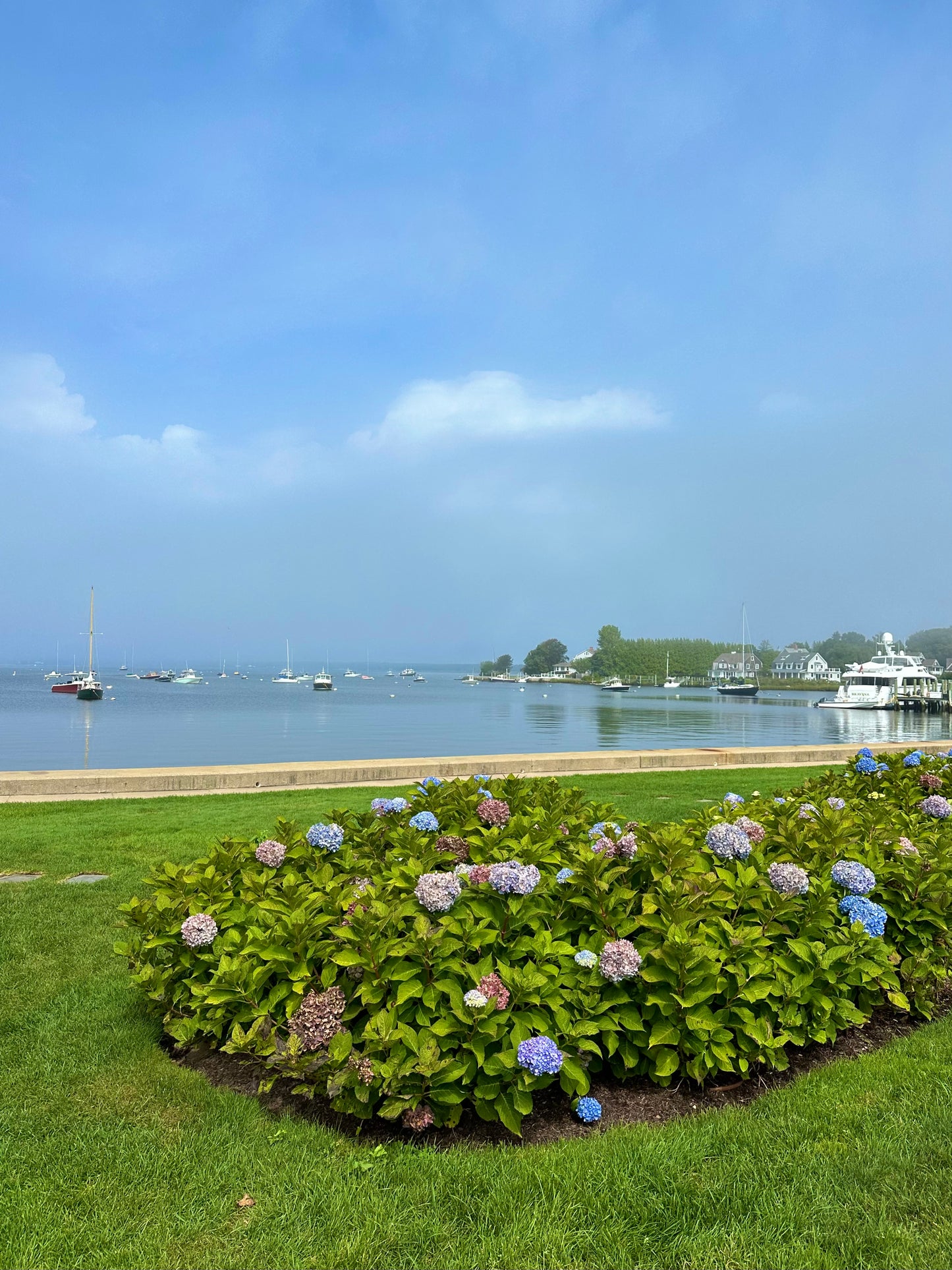 Watch Hill Rhode Island Hydrangea Print