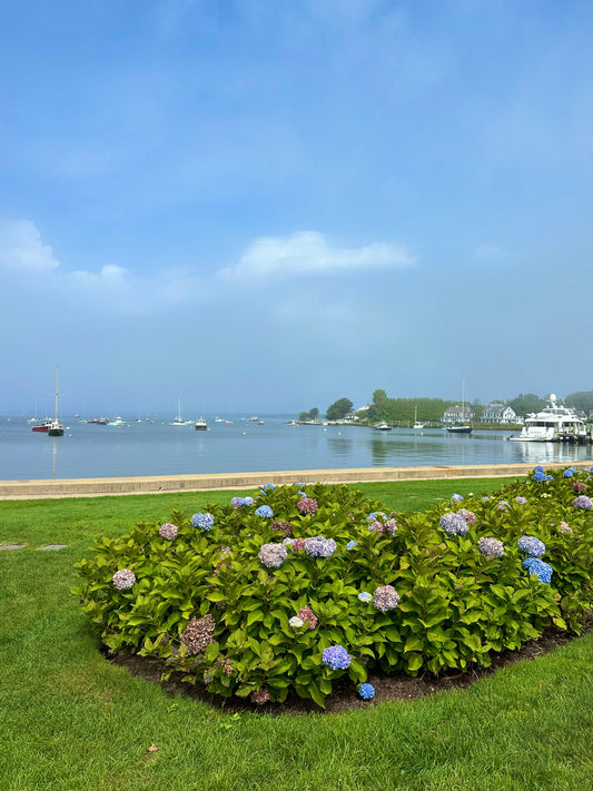 Watch Hill Rhode Island Hydrangea Print