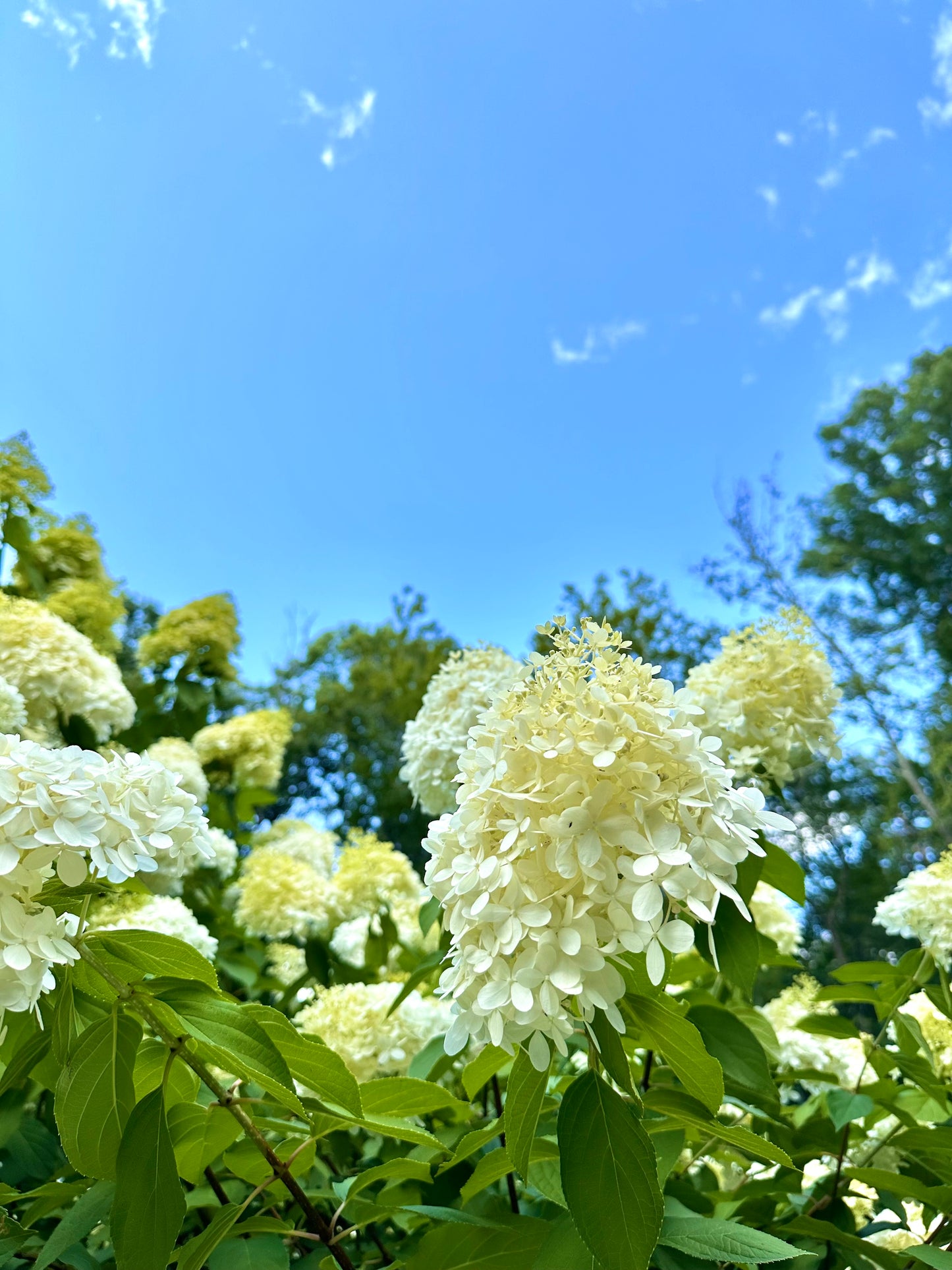 Connecticut Summer Hydrangeas Print