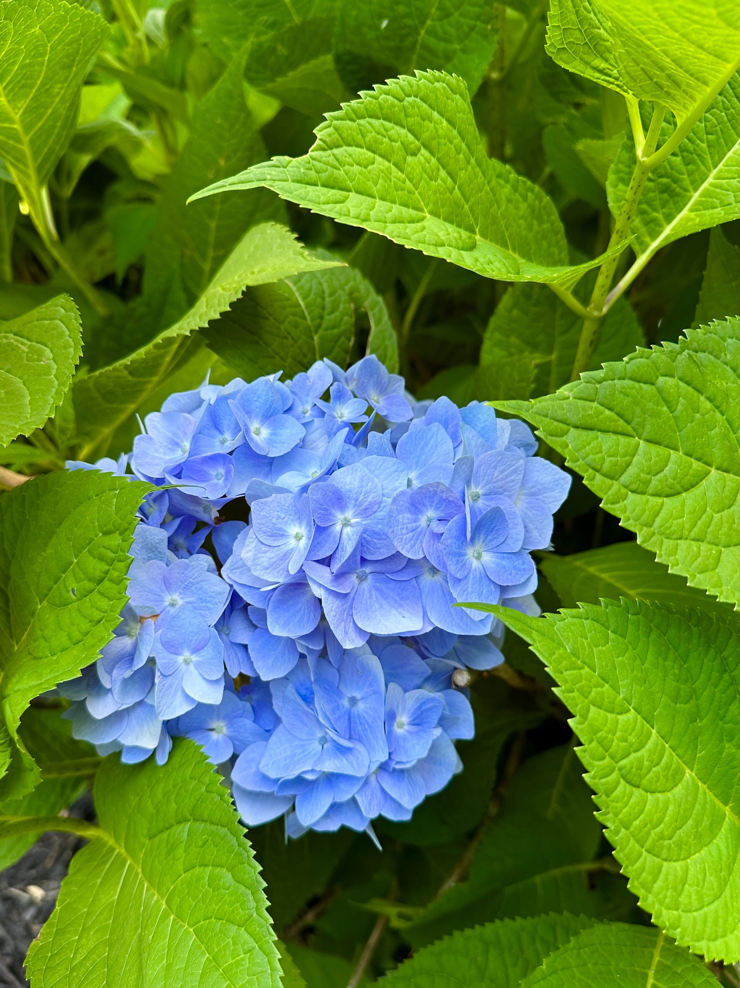 The Perfect Hydrangea Print