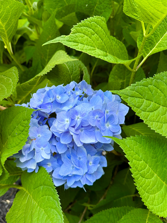 The Perfect Hydrangea Print