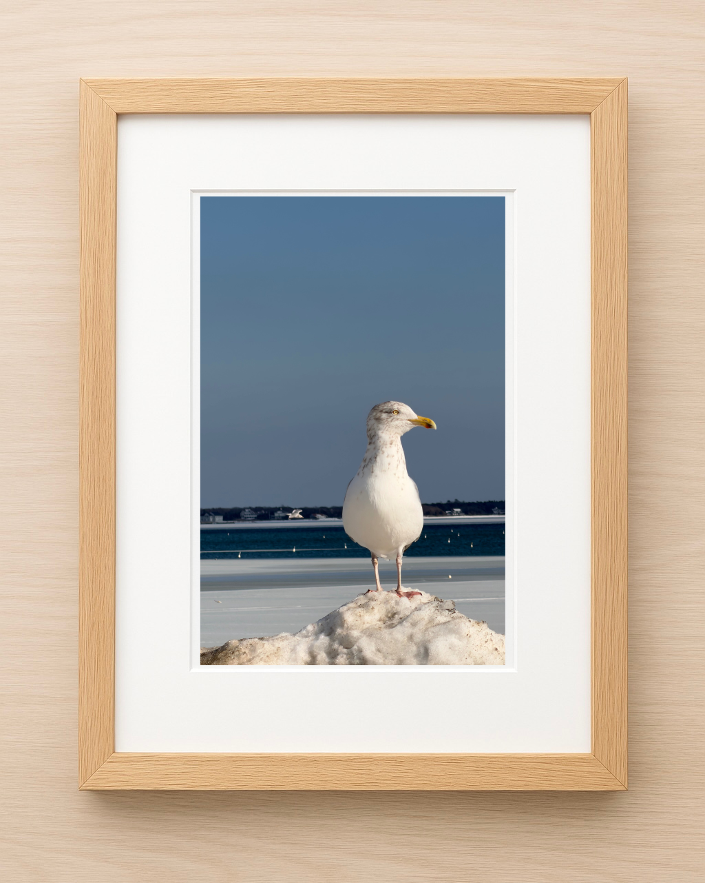 Cape Cod Seagull Print