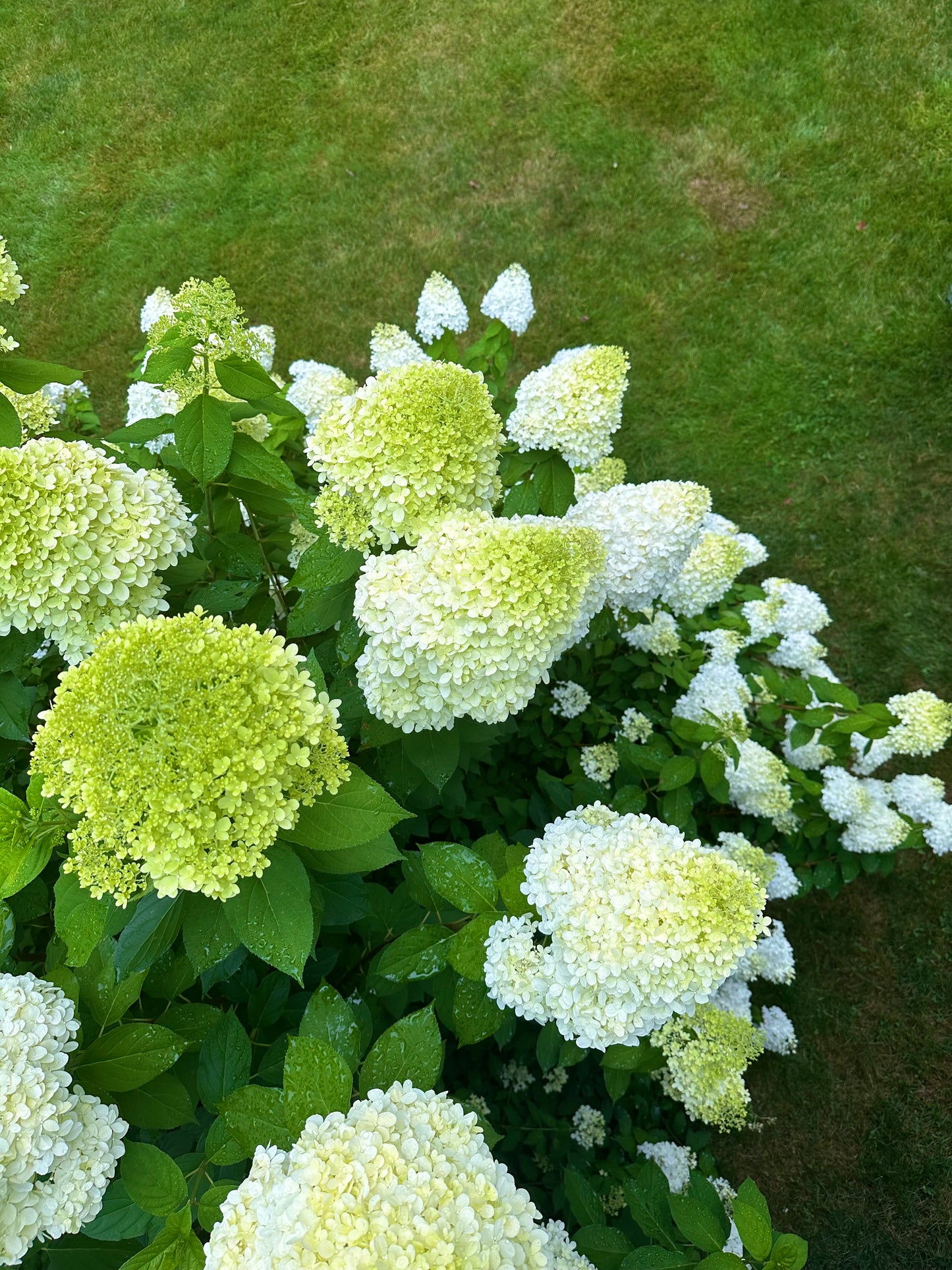 Connecticut Limelight hydrangeas Print
