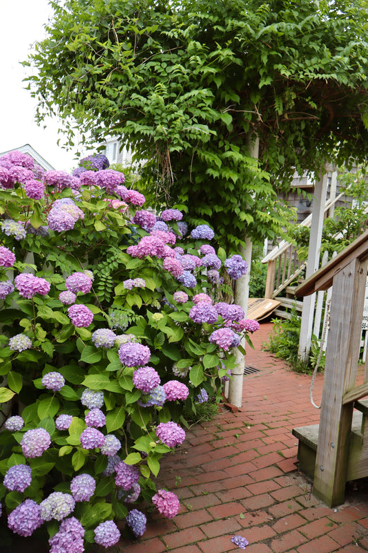 Commercial Street Hydrangeas Provincetown Cape Cod Massachusetts Print