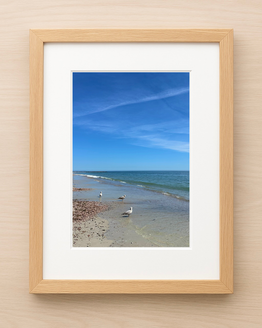 Seagulls on Seagull Beach in West Yarmouth, Cape Cod Print