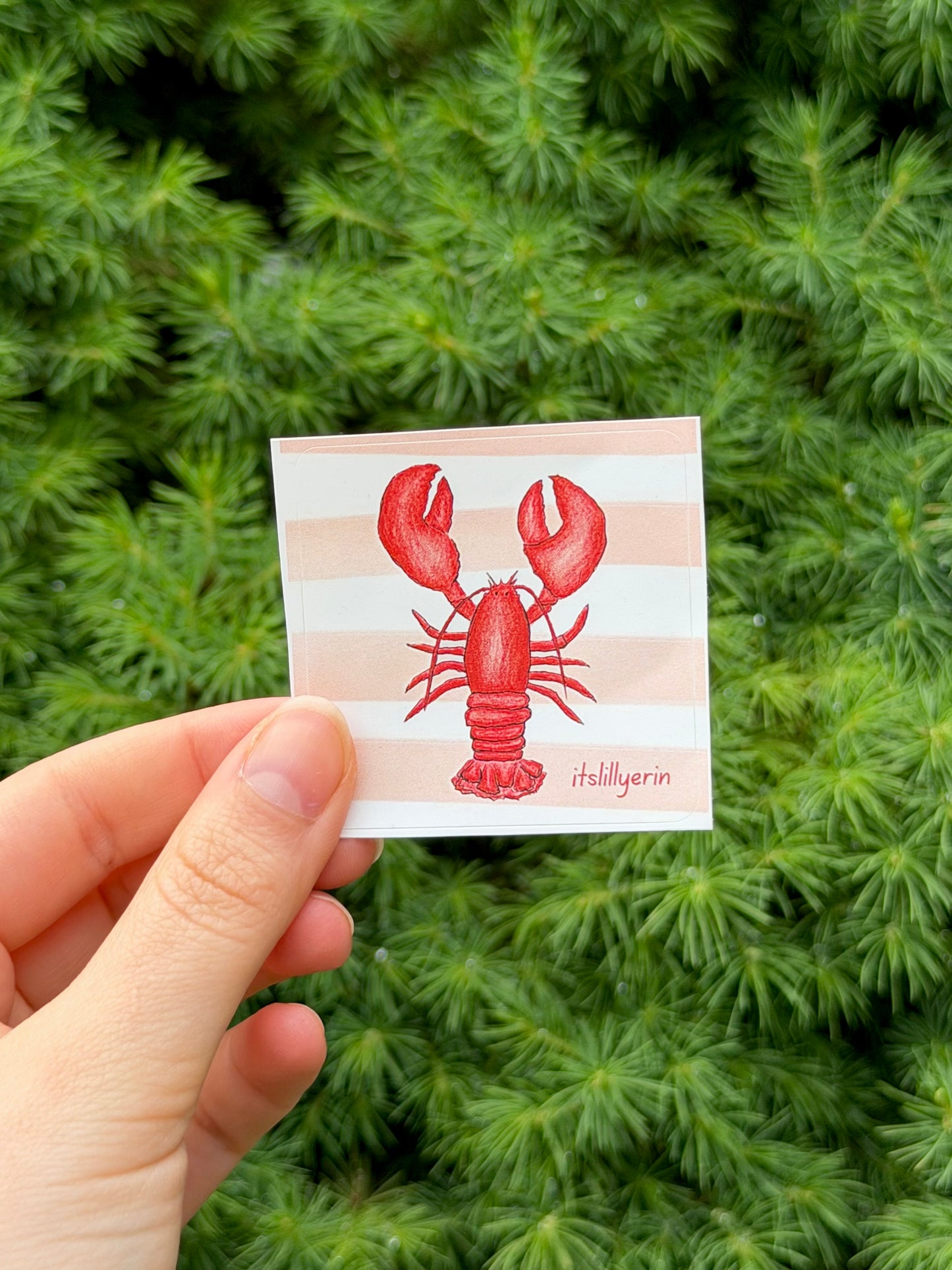 Lobster Sticker