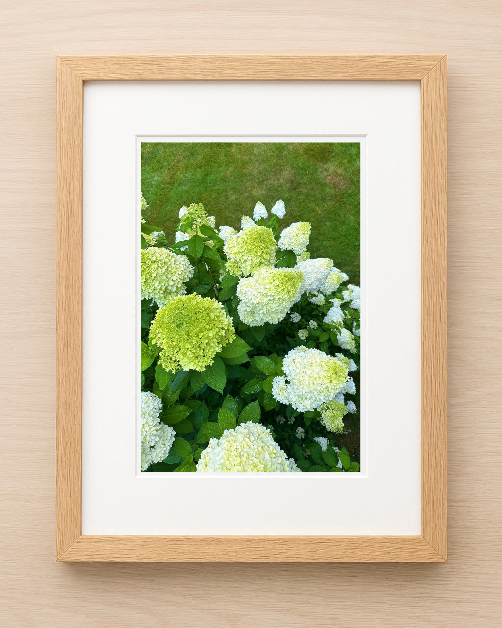 Connecticut Limelight hydrangeas Print
