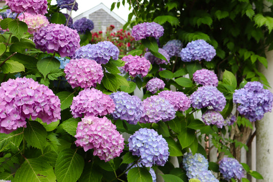Pink Hydrangeas Provincetown Cape Cod Massachusetts Print