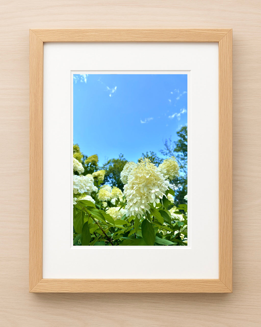 Connecticut Summer Hydrangeas Print