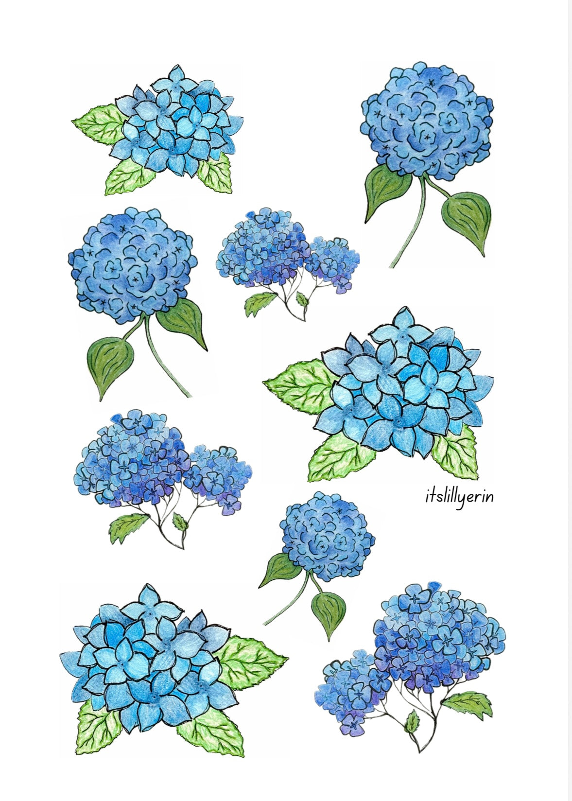 Hydrangea Collage 4x6 Drawing
