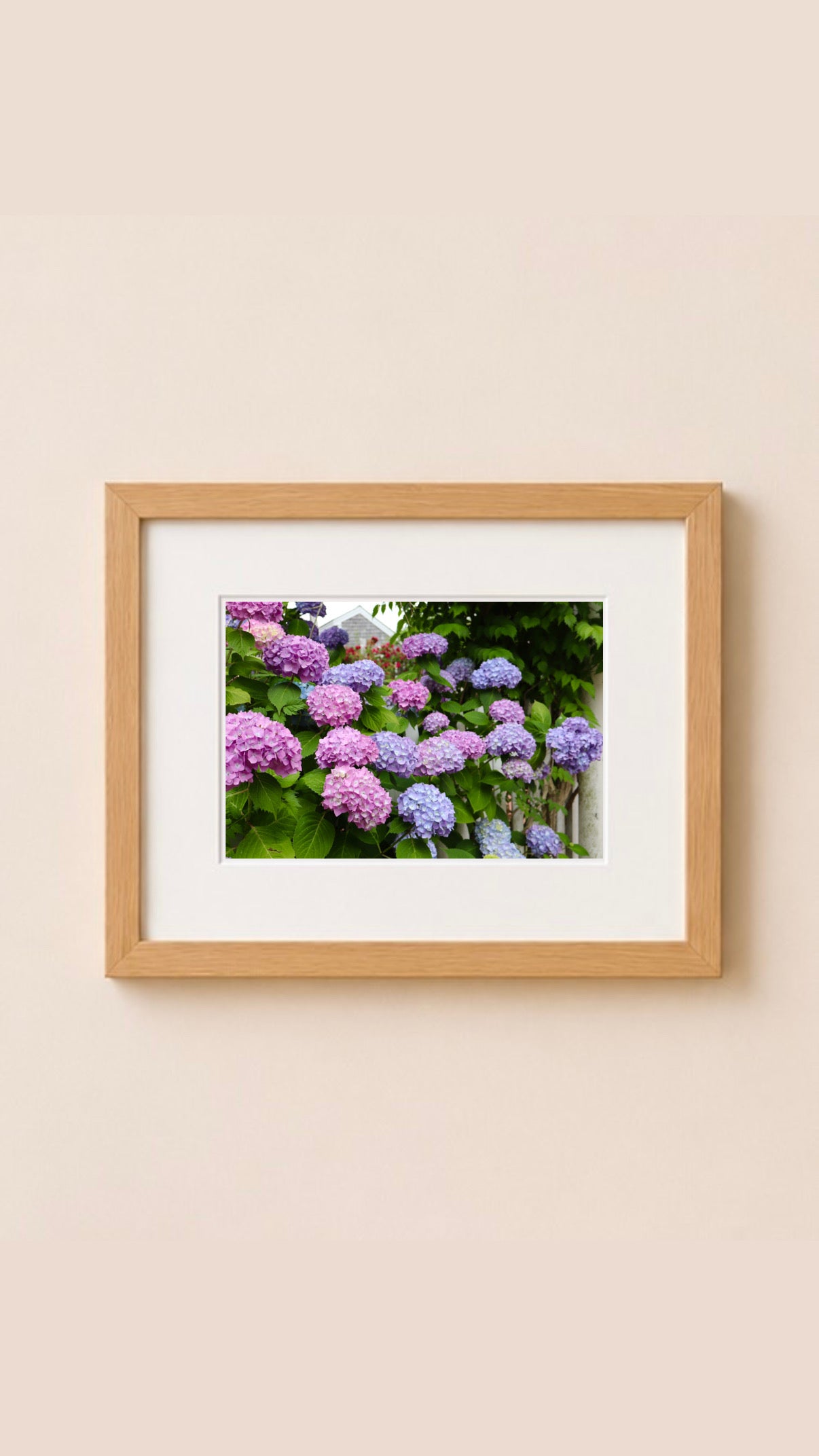 Pink Hydrangeas Provincetown Cape Cod Massachusetts Print