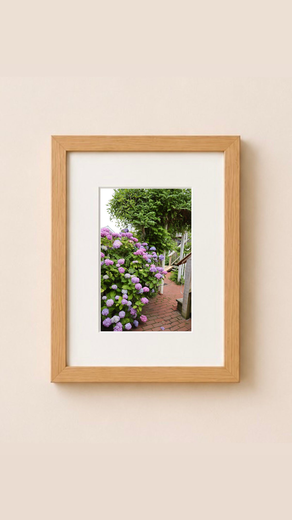 Commercial Street Hydrangeas Provincetown Cape Cod Massachusetts Print