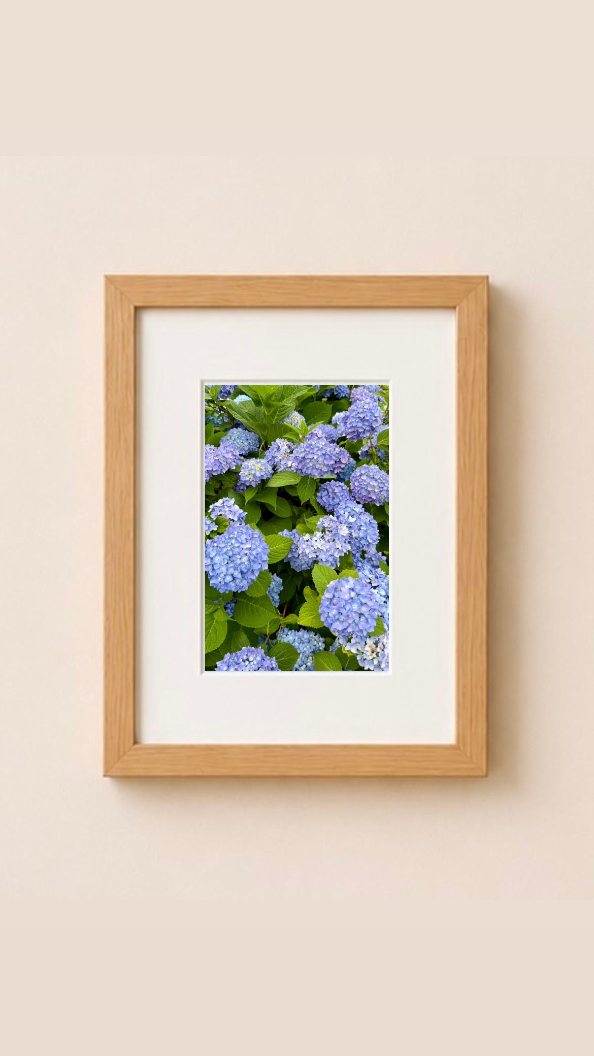 Blue Hydrangeas in South Yarmouth, Cape Cod Massachusetts Print