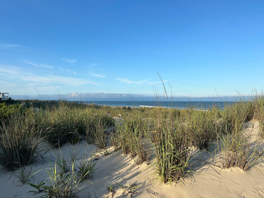 Beach Grass Long Beach Island, New Jersey Print