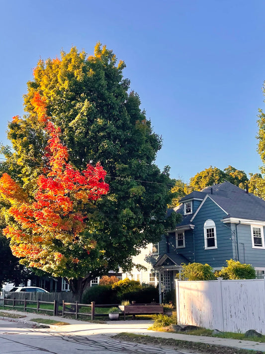 Fall Foliage in Newton, Massachusetts Print