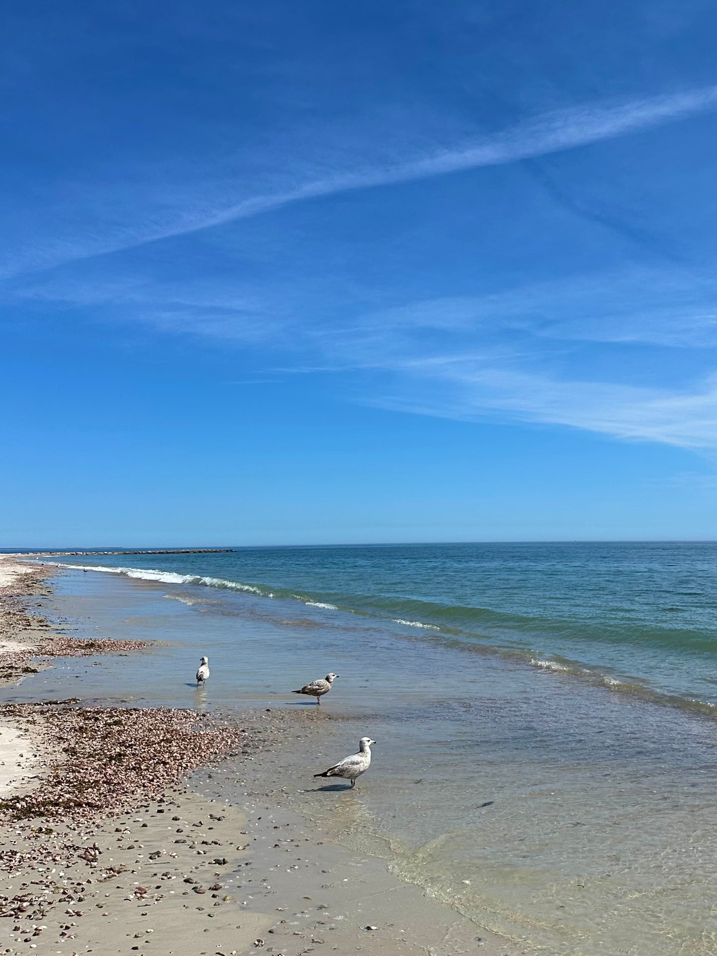 Seagulls on Seagull Beach in West Yarmouth, Cape Cod Print