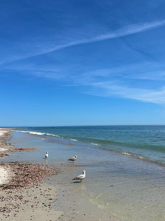 Seagulls on Seagull Beach in West Yarmouth, Cape Cod Print